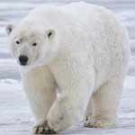 Polar Bear photo by Alan Wilson