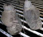 Sheep shearers moccasins with flap over laces to stop comb catching photo Cgoodwin
