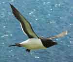 Razorbill© Copyright DLJameson and licensed for reuse under this Creative Commons Licence 3