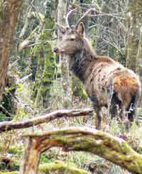 Young buck in Killarney National Park, Ireland