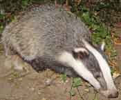 badger courtesy badgerhero